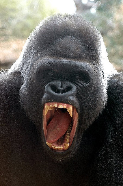 xl gorilla image
